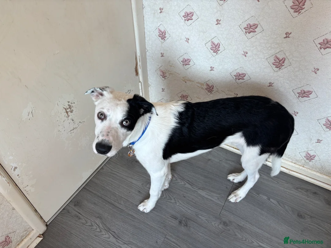 Mixed Breed dogs for sale: Collie Mix - Advert 1