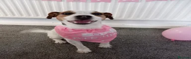 Jack Russell 1