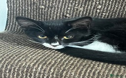 Mixed Breed cats for sale: Beautiful kittens  - Image 10