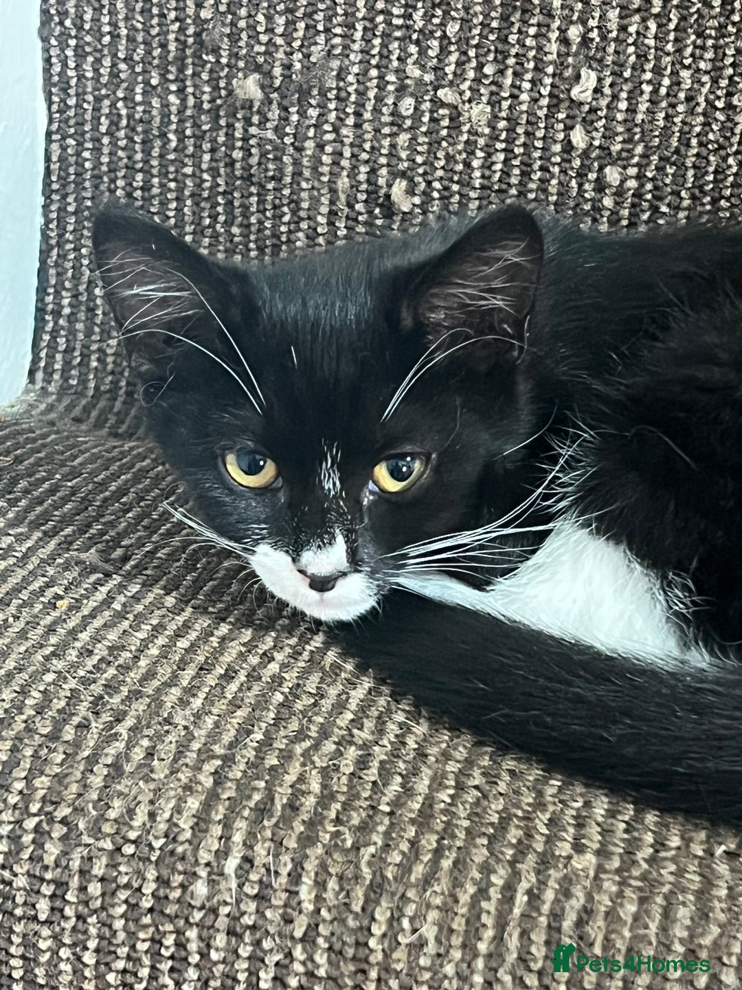 Mixed Breed cats for sale: Beautiful kittens  - Image 10