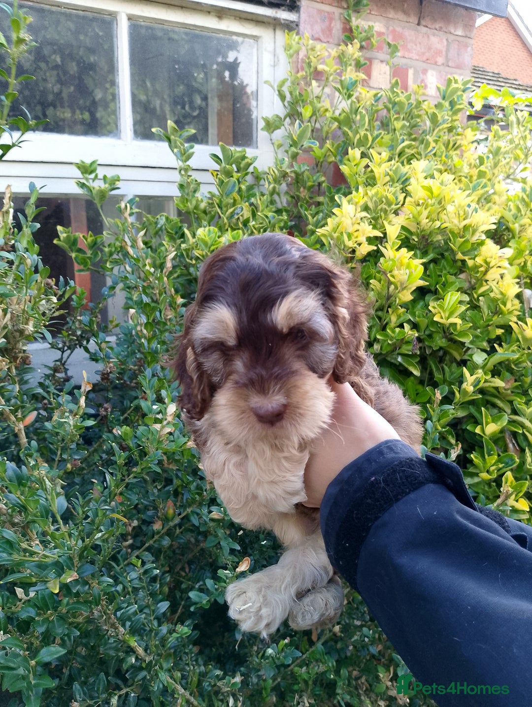 Cockapoo dogs for sale: F1 Chocolate Choc/Tan and Gold Cockapoo Puppies - Image 26