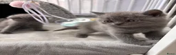 British Shorthair cats for sale: Gorgeous British Shorthair Kittens - Advert 12