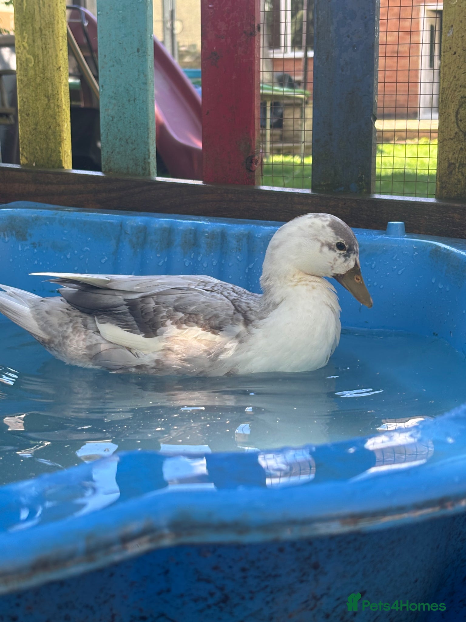 Ducks poultry for sale: Drake Call Ducks  - Advert 9