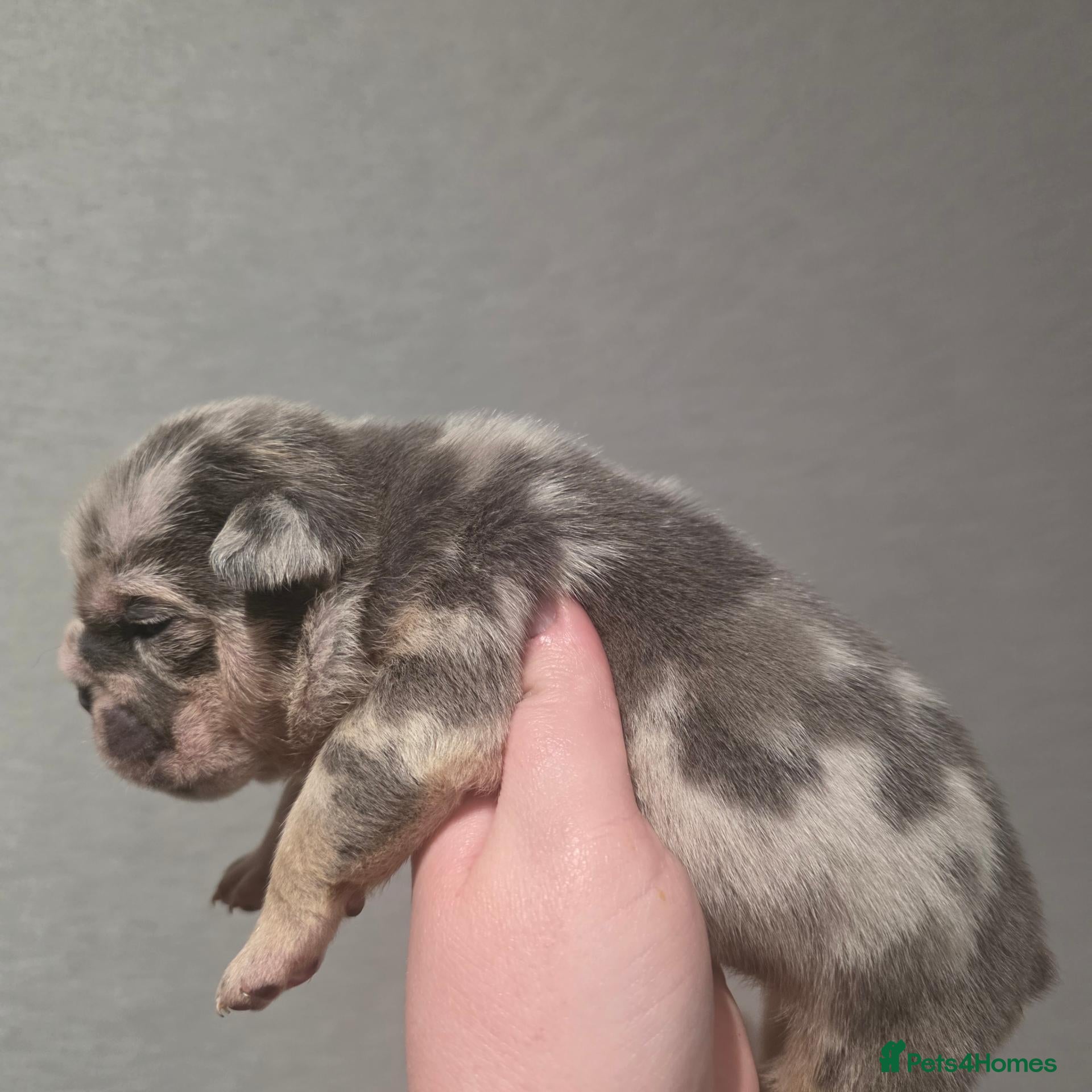 English Bulldog dogs British bulldog pups - Advert 5
