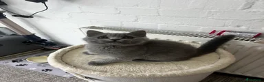 British Shorthair 1
