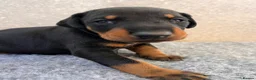 Dobermann dogs for sale: Outstanding Quality Dobermann puppies, KC REG - Advert 24