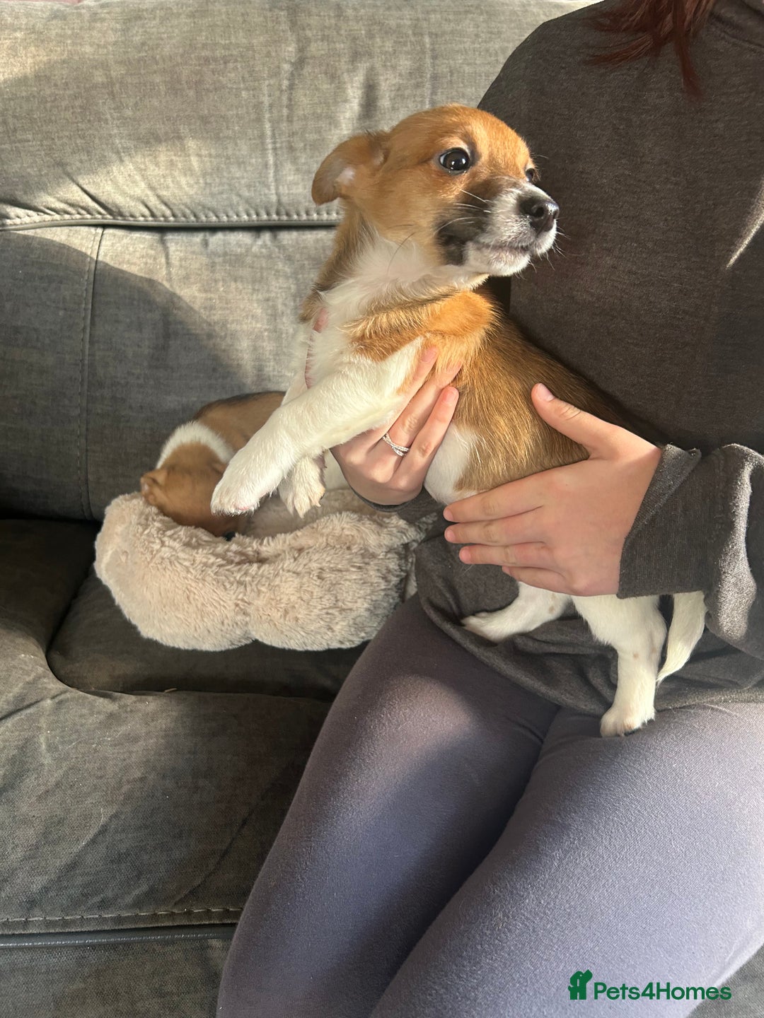 Jack Russell dogs for sale: Jack Russell pups  - Image 7