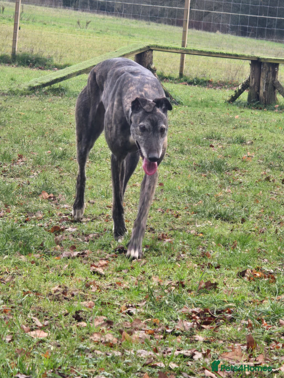 Greyhound dogs for sale: 7 yo greyhound female. For warm loving home. - Advert 10