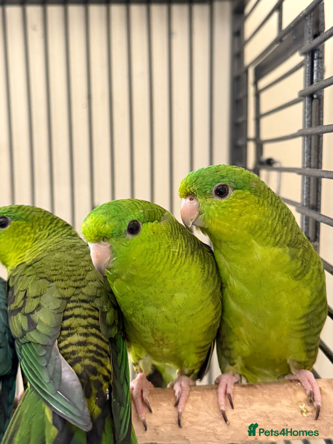 Parakeets birds for sale: Baby Lineolated Parakeets  - Image 2