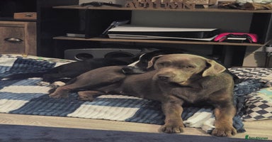 Mixed Breed dogs - Advert 11