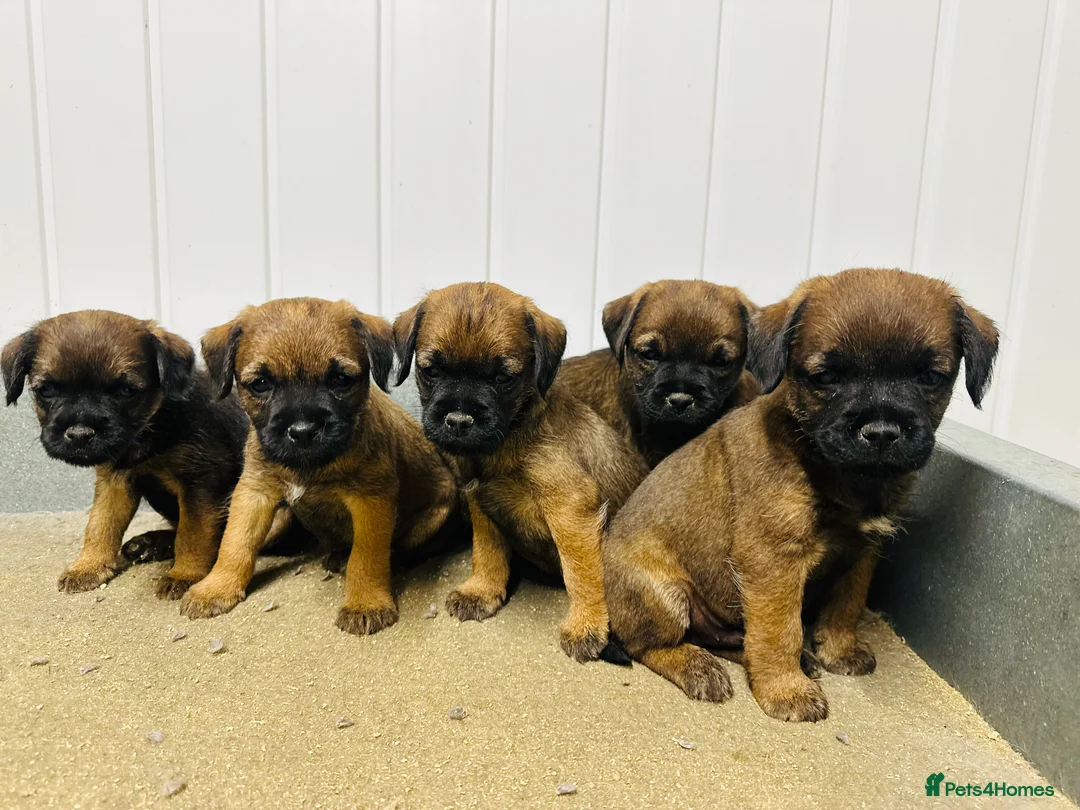 Border Terrier dogs for sale: KC border terrier puppies  - Advert 3
