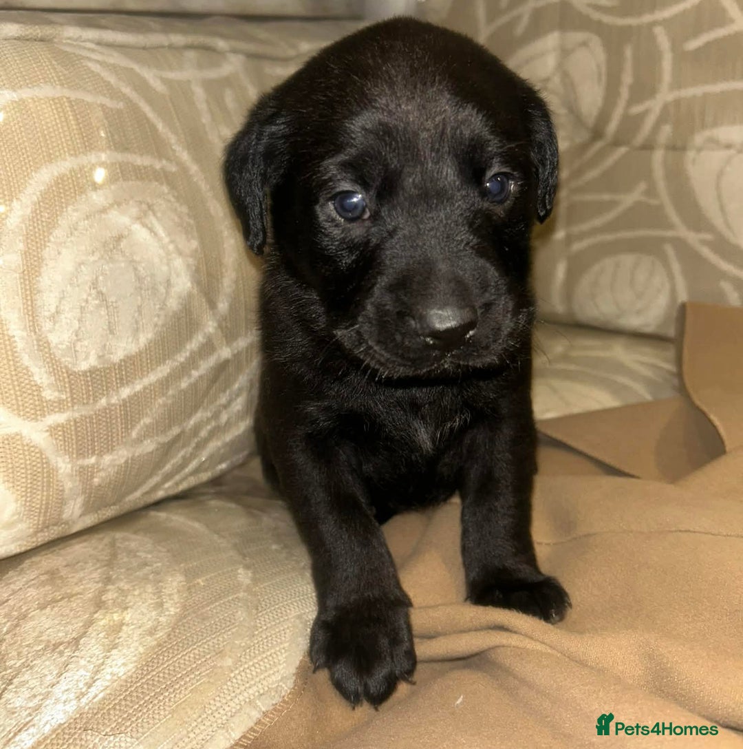 Labrador Retriever dogs for sale: Labrador x Labrador GS - Advert 5