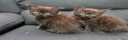 Mixed Breed cats for sale: Maine Coon x Ragdoll Kittens - Advert 34