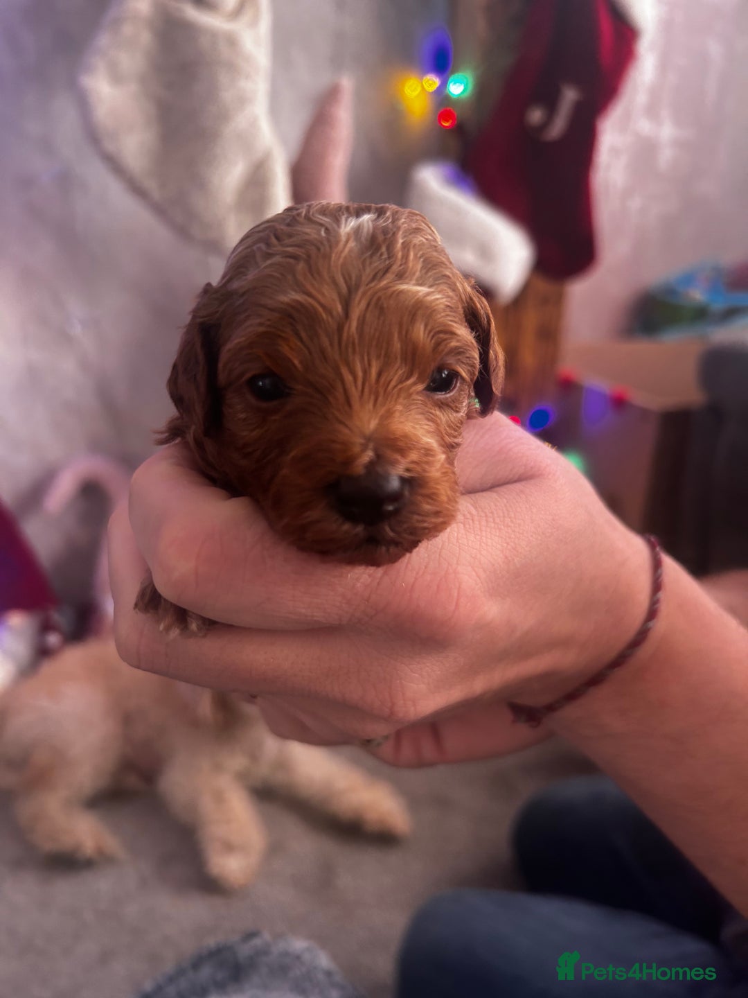 Cockapoo dogs for sale: Beautiful Cockapoo puppies  - Advert 14
