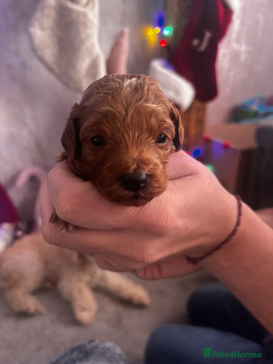 Cockapoo dogs for sale: Beautiful Cockapoo puppies  - Advert 14