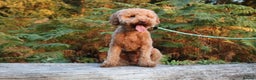 Miniature Poodle dogs for stud: RUPERT MINIATURE POODLE in Southampton - Advert 8