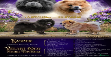 Chow Chow dogs - Advert 12