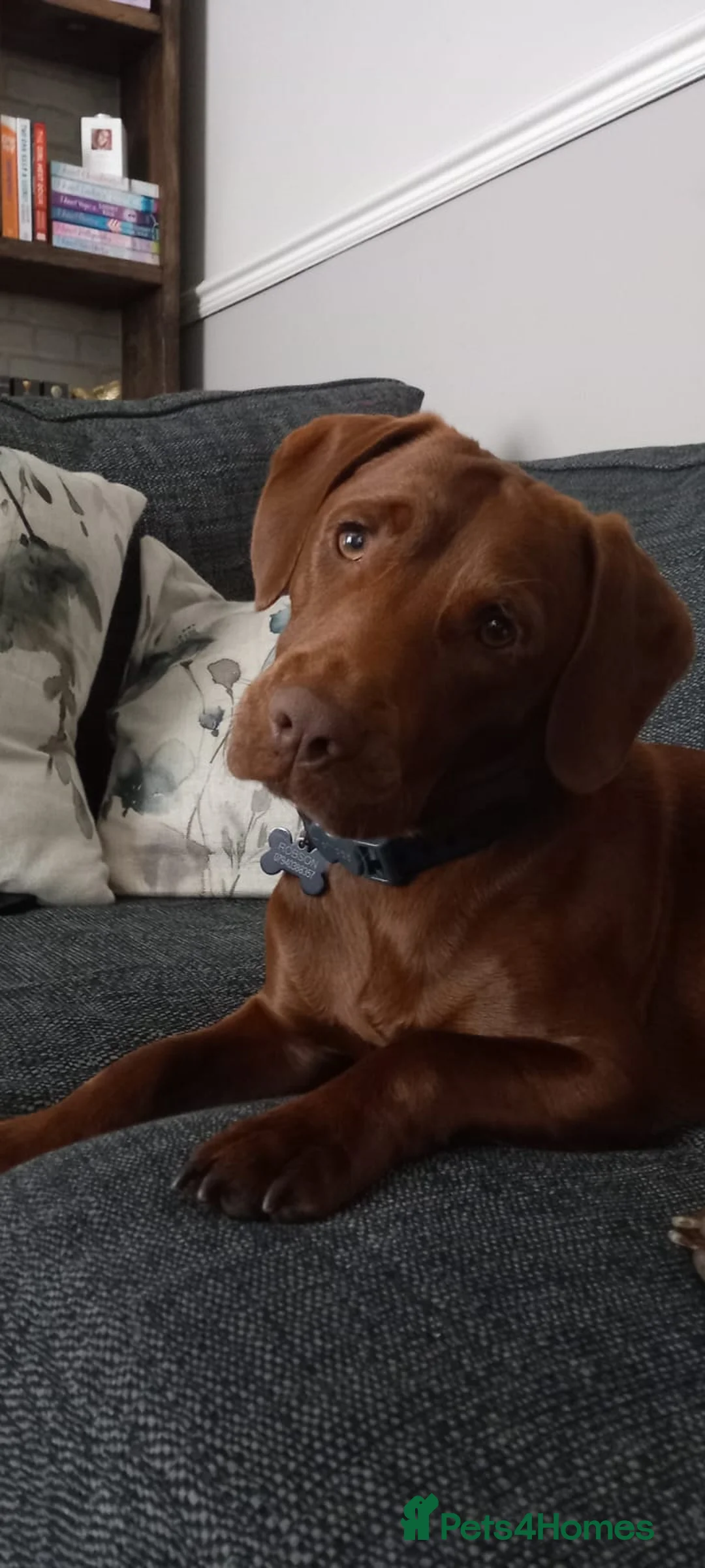 Mixed Breed dogs for sale: Two year old male Springer Spaniel x Patterdale - Advert 2