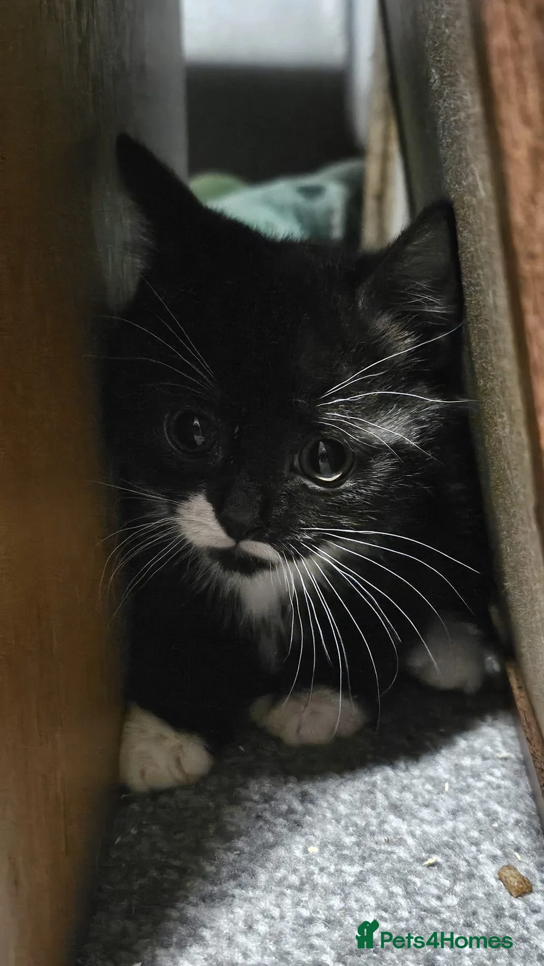 Domestic Shorthair cats for sale: Kittens for sale  - Advert 4