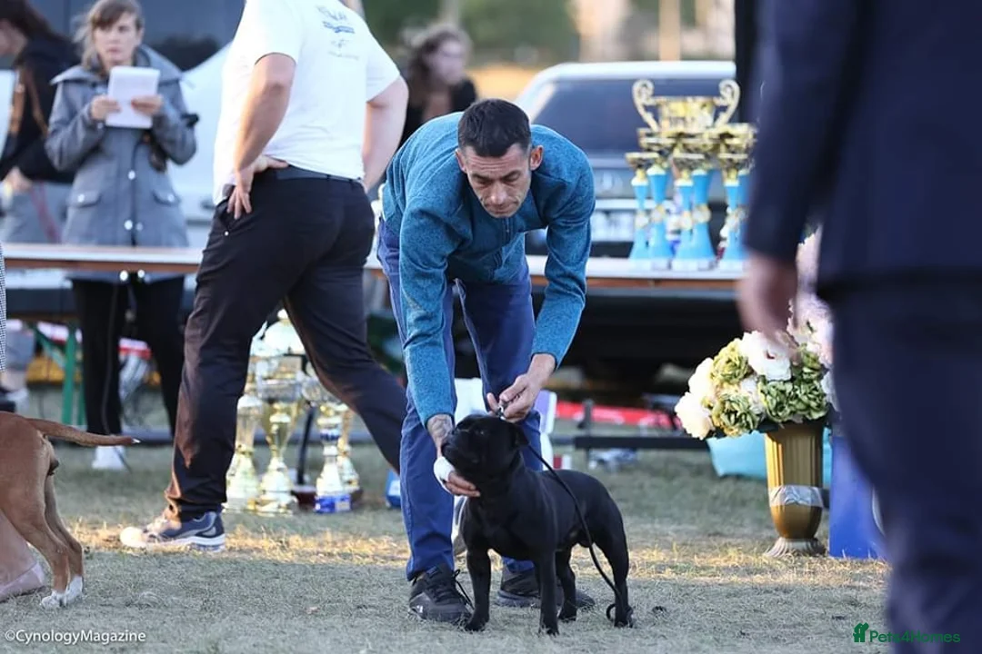 Staffordshire Bull Terrier dogs for stud: 🏆CHAMPION MICA AVAILABLE FOR STUD🏆 in Basingstoke - Advert 3