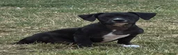 Mixed Breed dogs for sale: 19week old mixed breed  - Advert 14