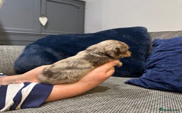 Dachshund dogs for sale: Longhaired miniature daschunds for sale - Image 18