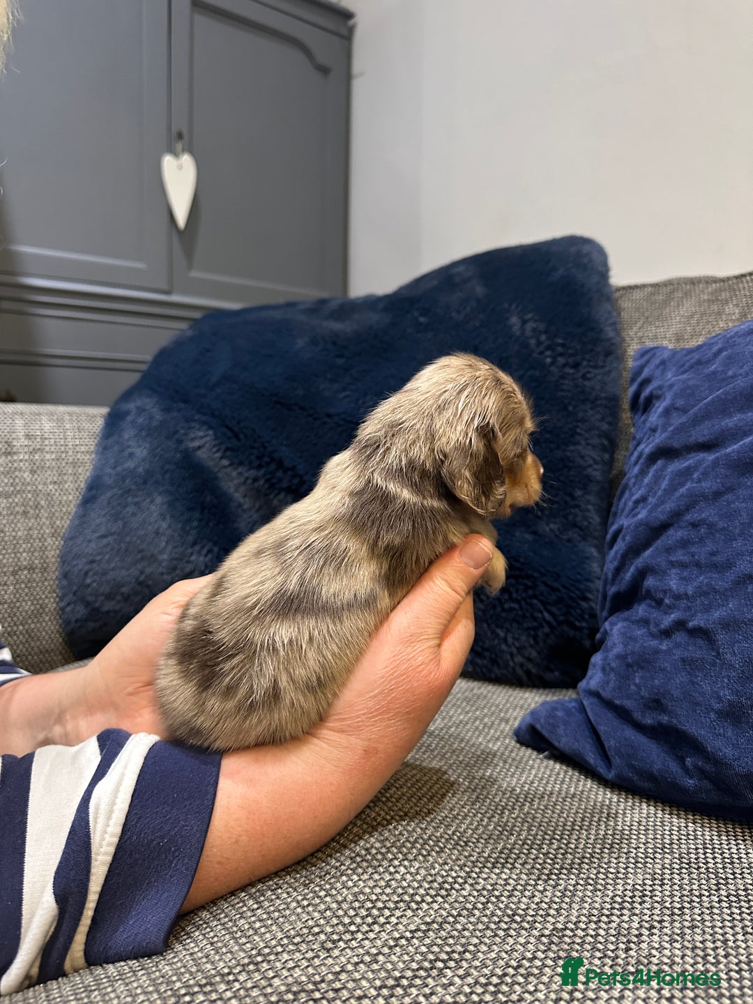 Dachshund dogs for sale: Longhaired miniature daschunds for sale - Image 18