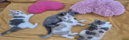 British Shorthair cats for sale: Ready! From GCCF parents with champions in line - Advert 18