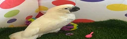 Parrots birds for sale: Hand reared baby boy umbrella cockatoo - Advert 1