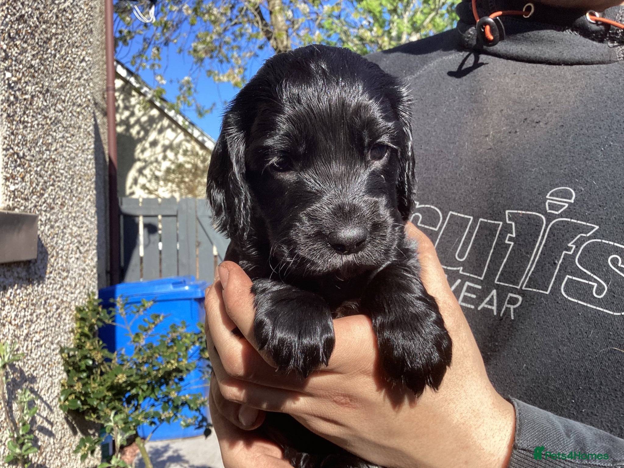 Cocker Spaniel dogs STUNNING COCKER SPANIEL PUPS  - Advert 2