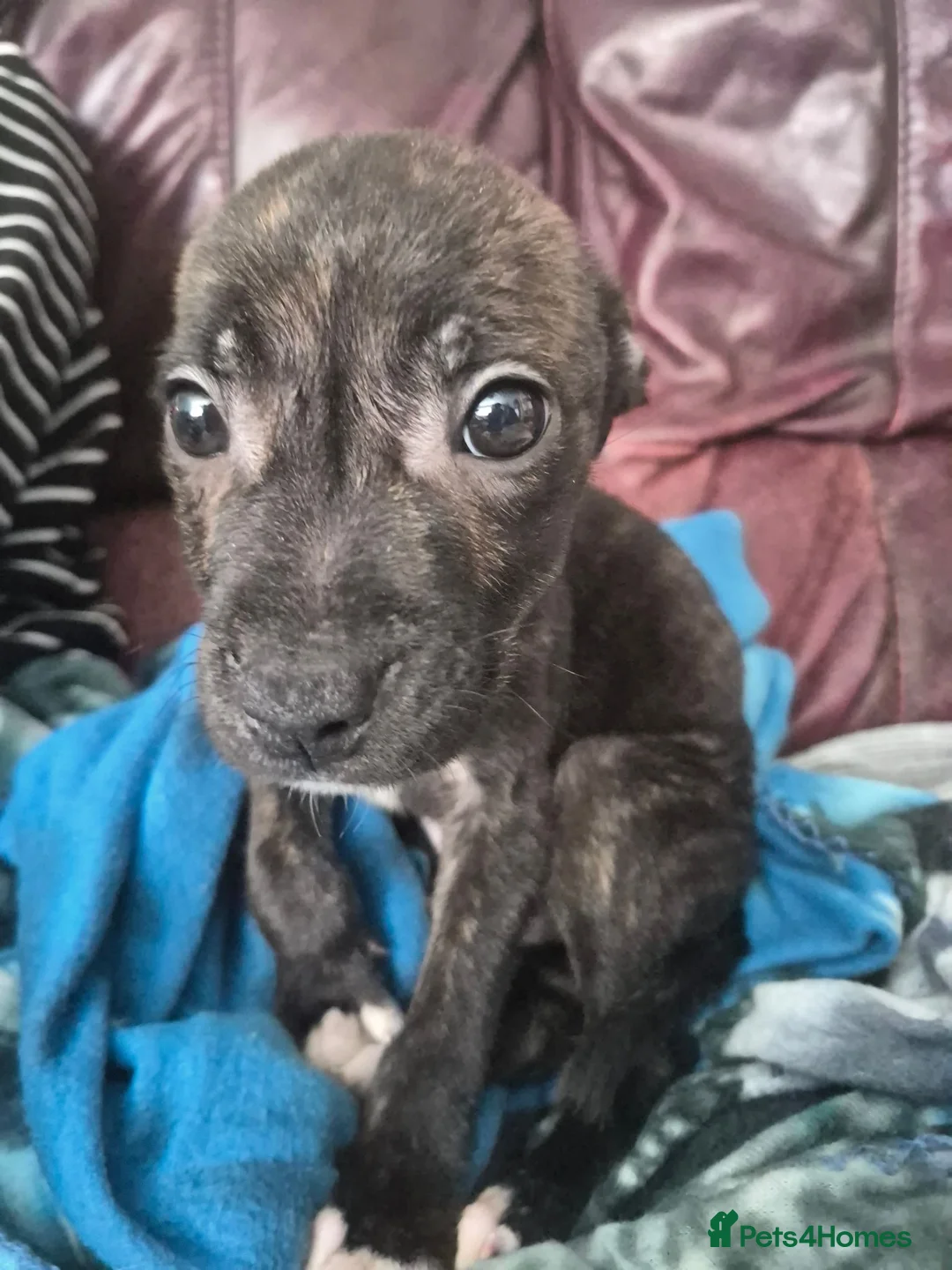 Staffordshire Bull Terrier dogs for sale: Staffy pups - Advert 1