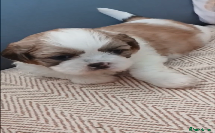 Shih Tzu dogs - Advert 1