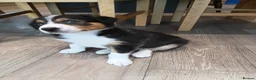 Border Collie dogs for sale: Border collie pups for sale - Advert 4