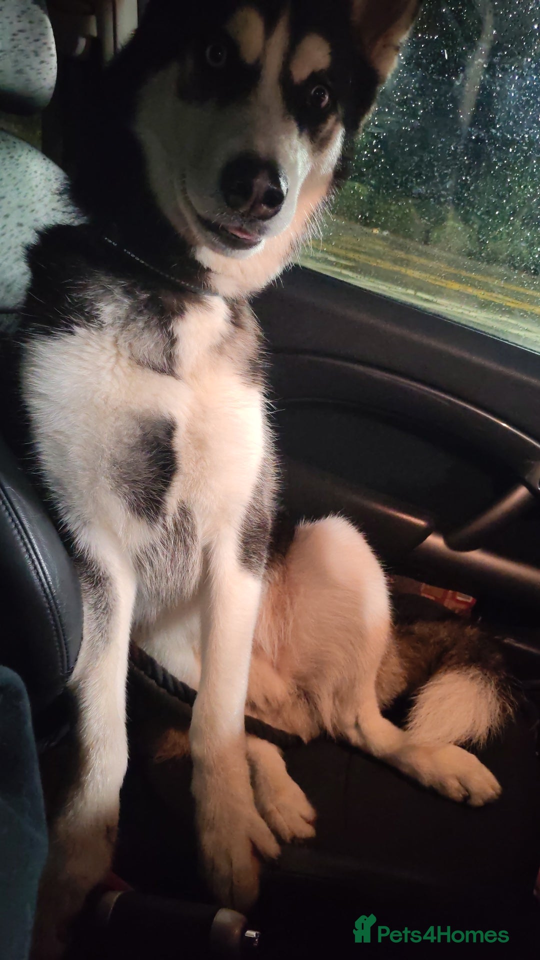 Siberian Husky dogs for sale: Lucky for sale  - Advert 4