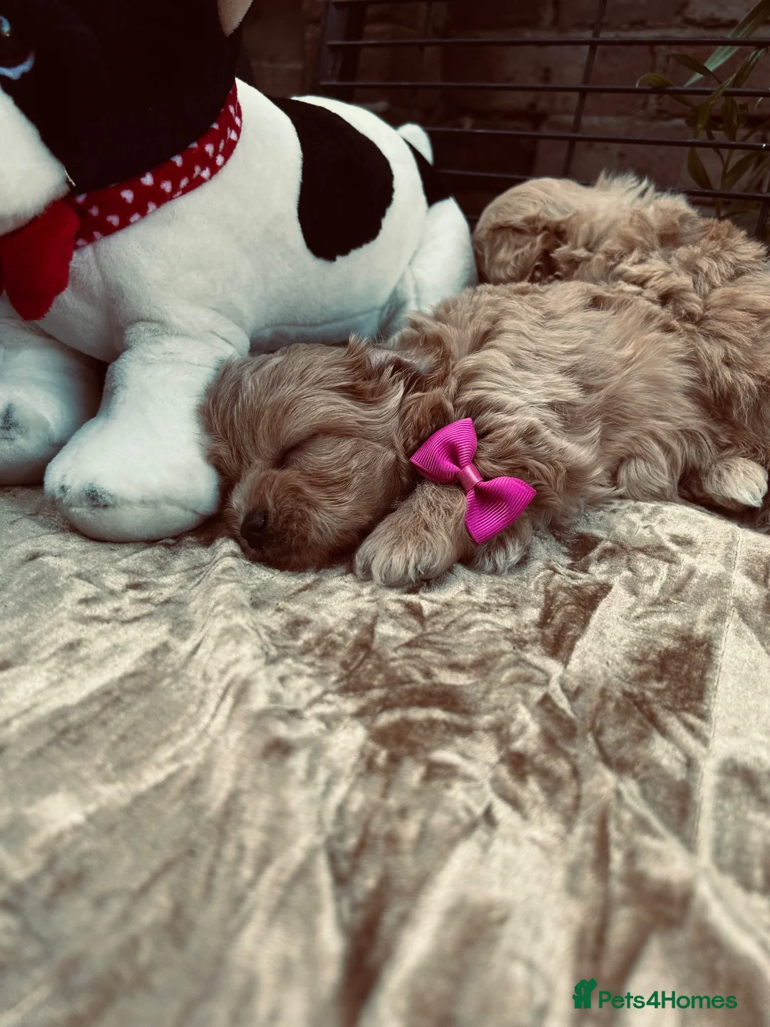 Maltipoo dogs for sale:  **  Miny Maltipoo – Beautiful Teddy Bear Face - Advert 40