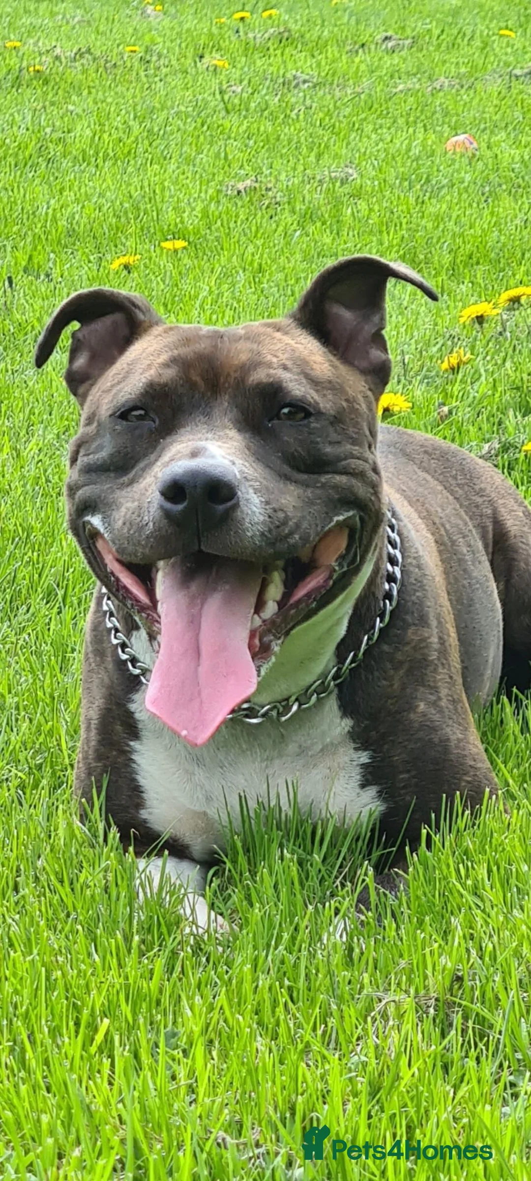 Staffordshire Bull Terrier dogs for stud: Valli. Male, 2 years 8 months old  - Advert 19