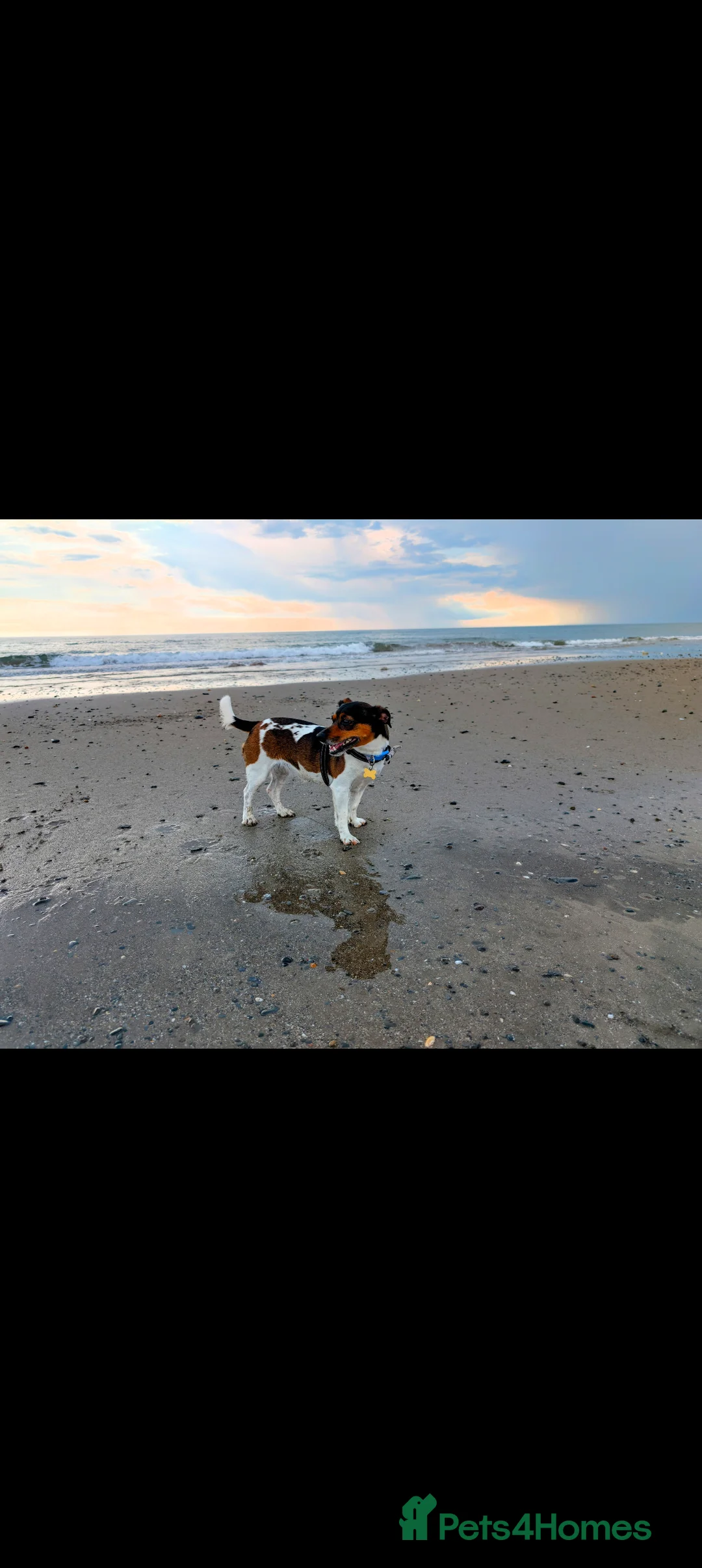 Jack Russell dogs for sale: 🐶 Jack Russell Boys – Ready Monday 23rd Feb🐶 - Advert 23