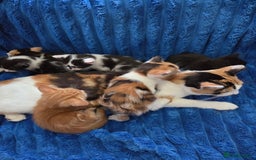 American Shorthair cats for sale: Beautiful 8 Week Old Kittens - Image 7