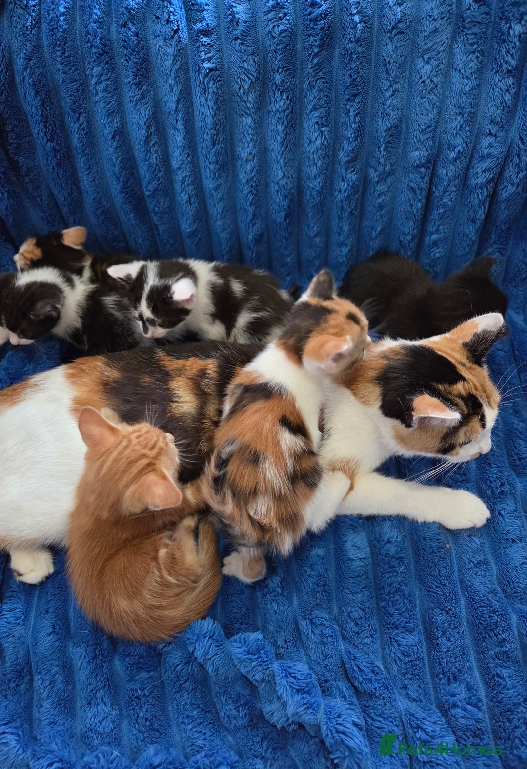 American Shorthair cats for sale: Beautiful 8 Week Old Kittens - Image 7