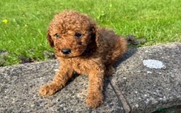 Miniature Poodle dogs for sale: Dark Red Miniature Poodle puppies  - Image 6