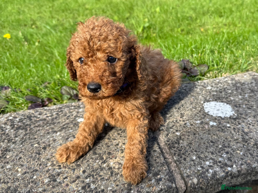 Miniature Poodle dogs for sale: Dark Red Miniature Poodle puppies  - Image 6