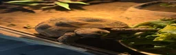 Tortoise reptiles for sale: Horse field tortoises  - Advert 2