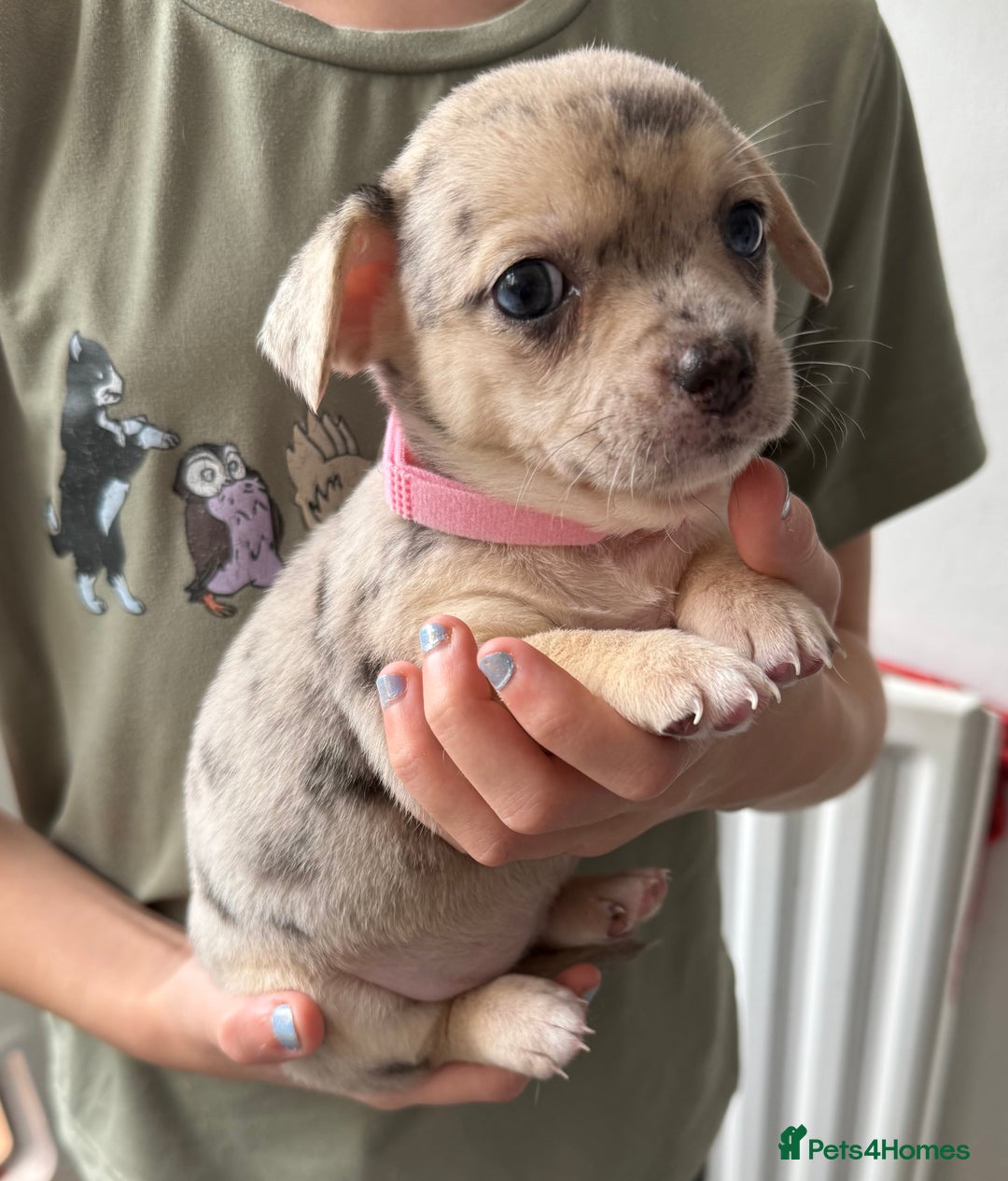 Pomchi dogs for sale: Beautiful Pomchi puppies  - Image 7