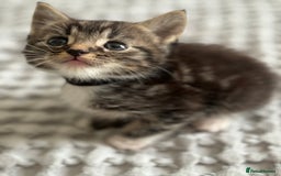 American Shorthair cats for sale: 🌟Adorable kittens now ready 4 forever home🌟 - Image 19
