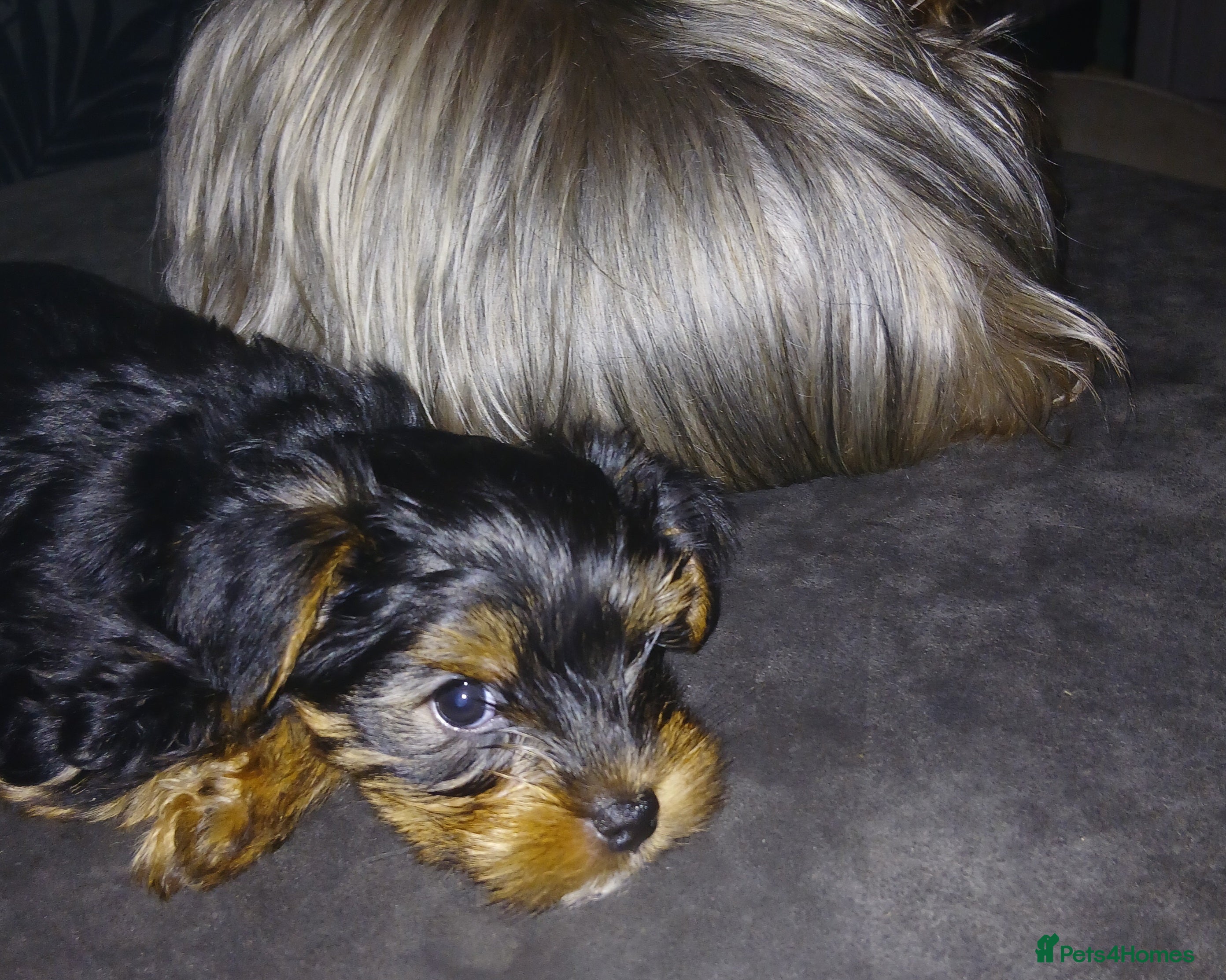 Yorkshire Terrier dogs Anmaco ODIN Adorable Beautiful Toy Boy  - Advert 3