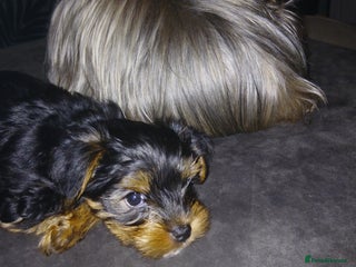 Yorkshire Terrier dogs Anmaco ODIN Adorable Beautiful Toy Boy - Advert 10