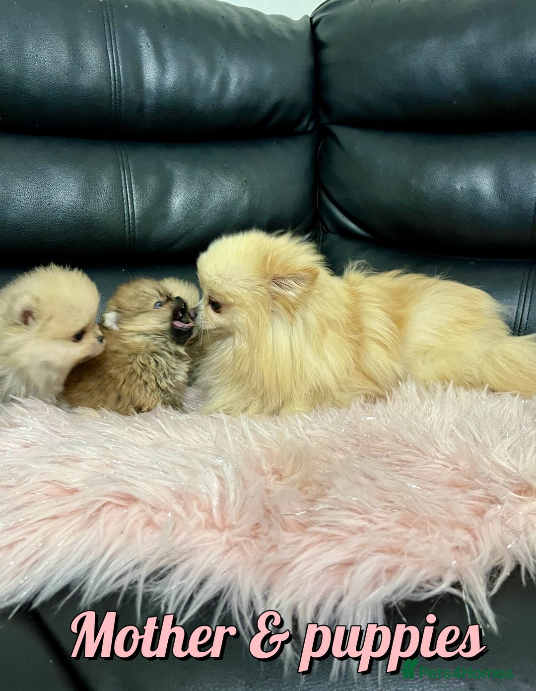 Pomeranian dogs for sale: 🔥Very Tiny🧸 Top Quality  - Image 26