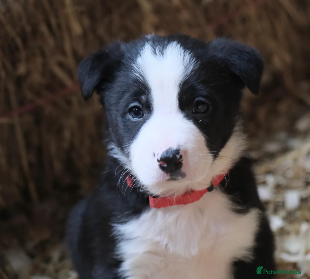 Border Collie dogs for sale: Border Collie Pups - Advert 2