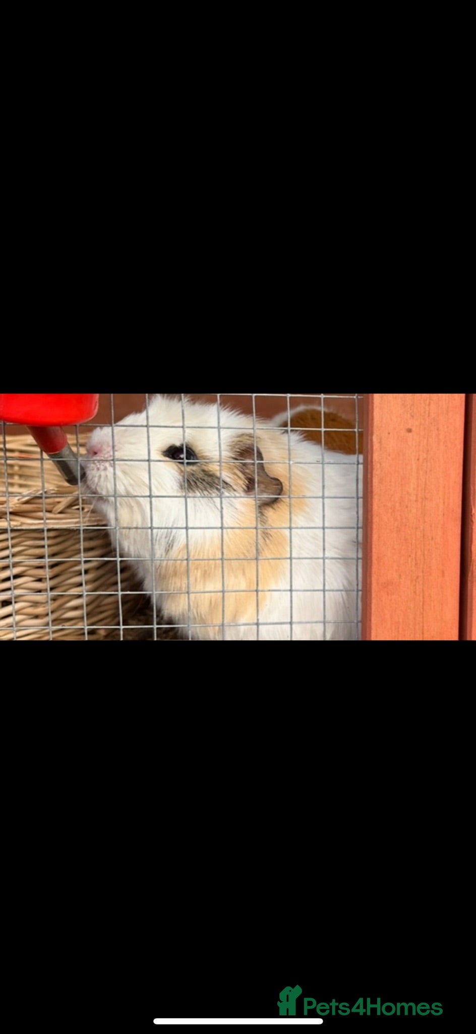 Guinea Pig rodents Young male guinea pig  - Advert 1