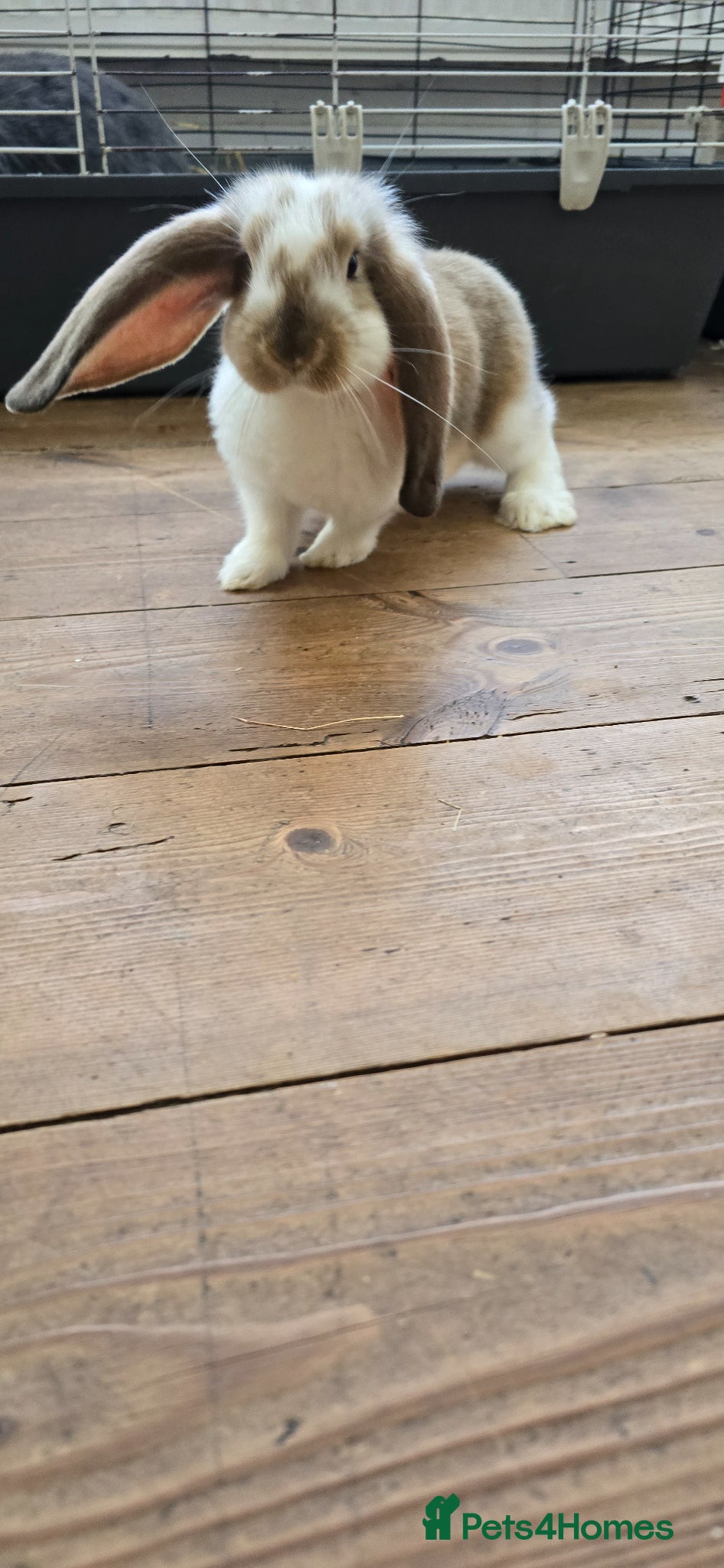 French Lop rabbits French Lops ready for new home ;) - Advert 1